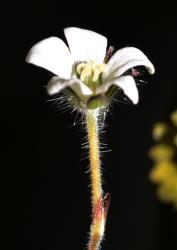 Image: P.B. Heenan © Landcare Research 2014 